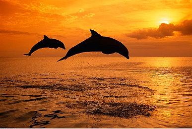 有腰子你就来！  多人合作解密游戏《逃离电诈园区：反诈突围》Steam页面上线